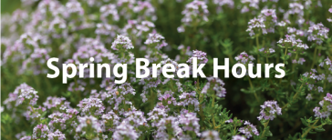 Image of field of purple flowers with the text "Spring Break Hours."